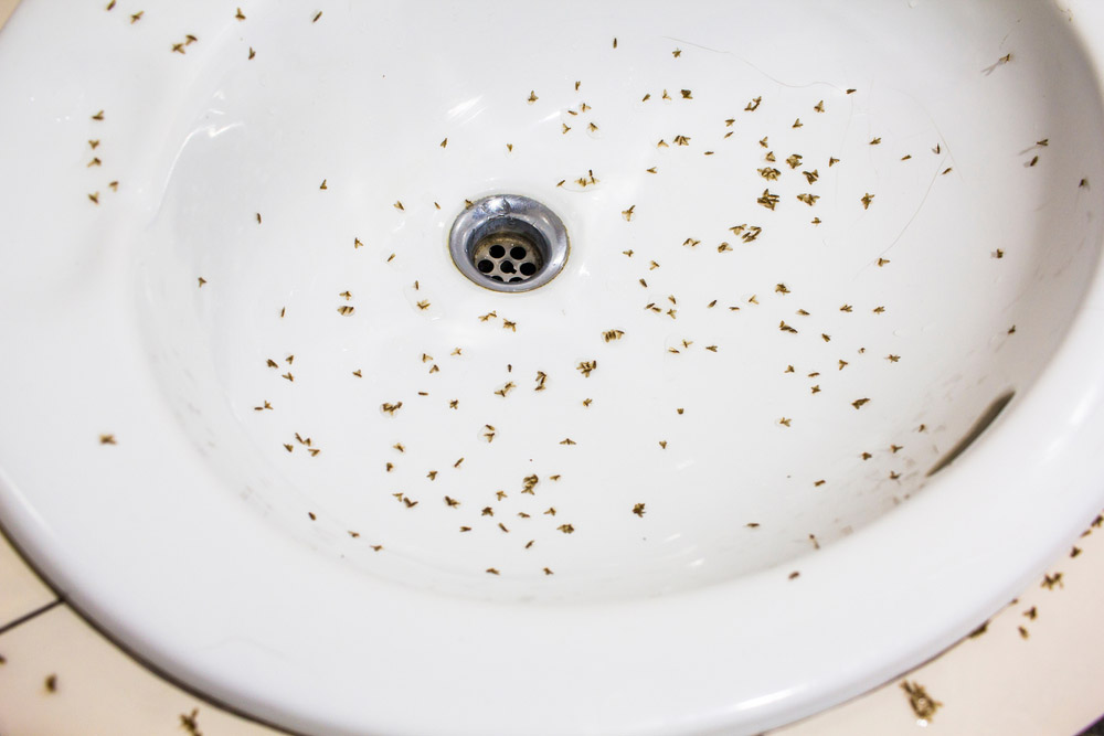 drain flies around a kitchen sink drain